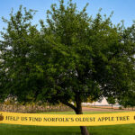 Old apple tree with banner
