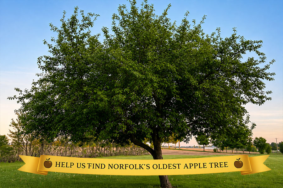 Old apple tree with banner